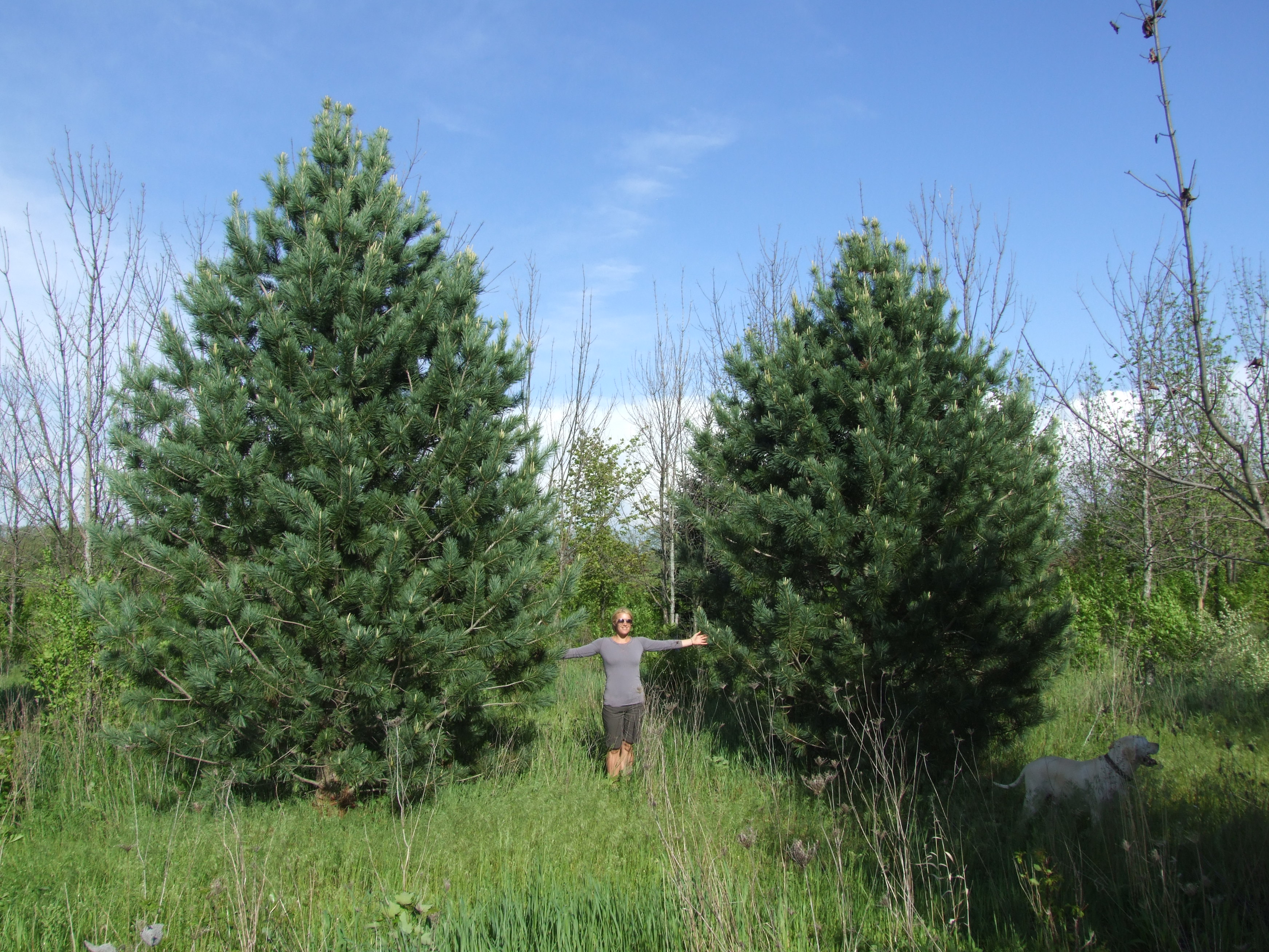 Pinus Vanderwolf S Pyramid Pyramids Greenhouse Plants