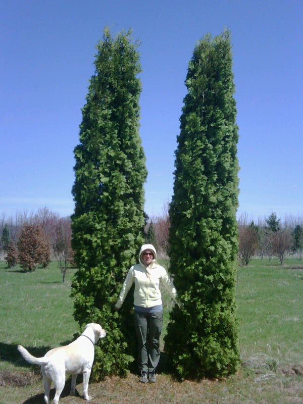 thuja pyramidalis nz images thuja pyramidalis nz images
