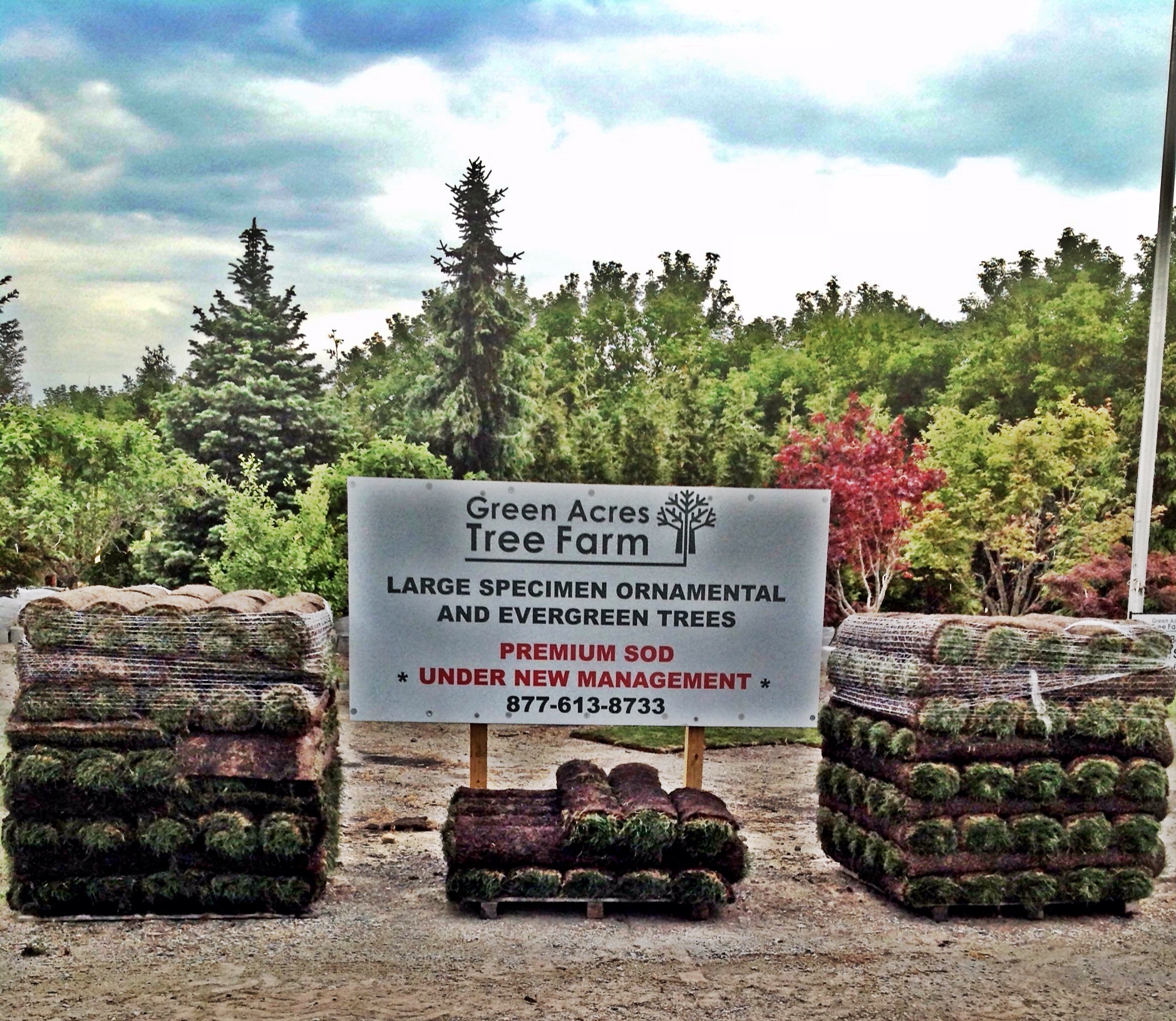 sod Green Acres Tree Farm