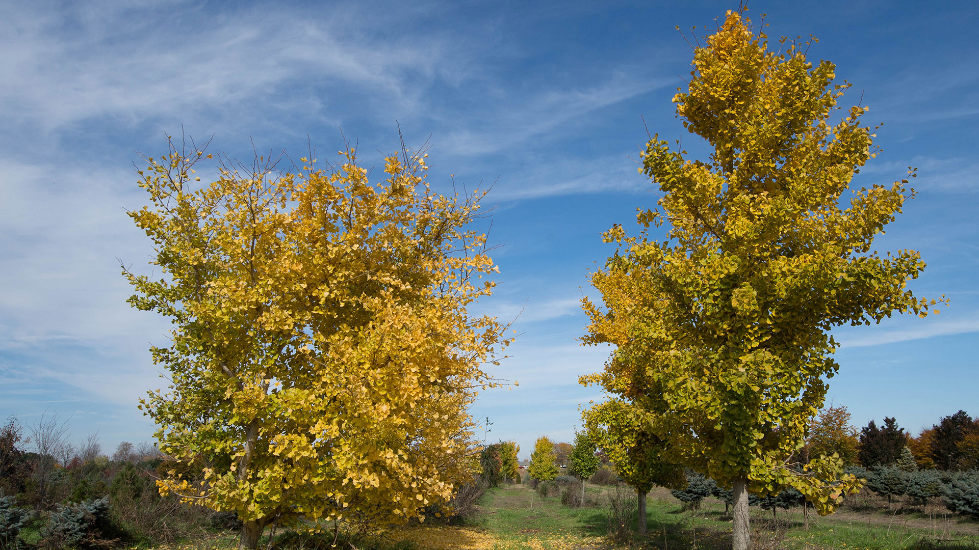 Green Acres Tree Farm green-acres-tree-farm