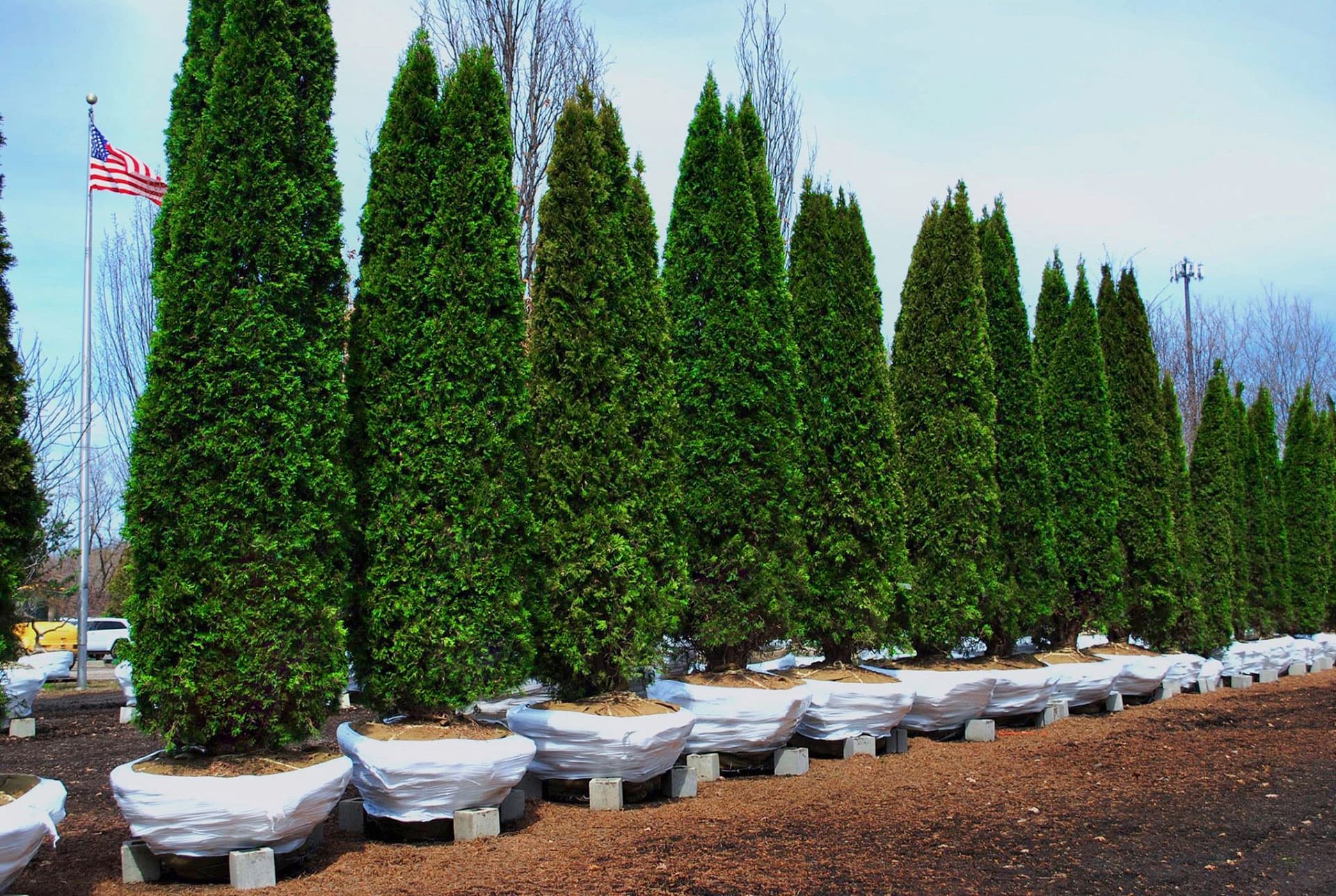 100 christmas tree farms in southeast michigan 100 christmas tree farms in southeast michigan