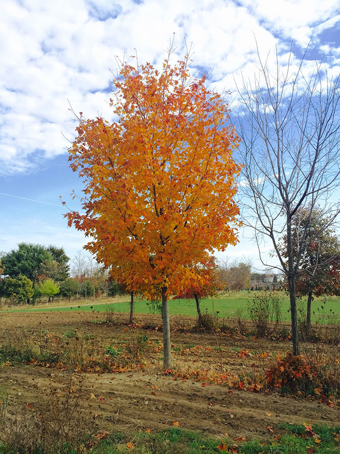 types deciduous : green acres tree farm
